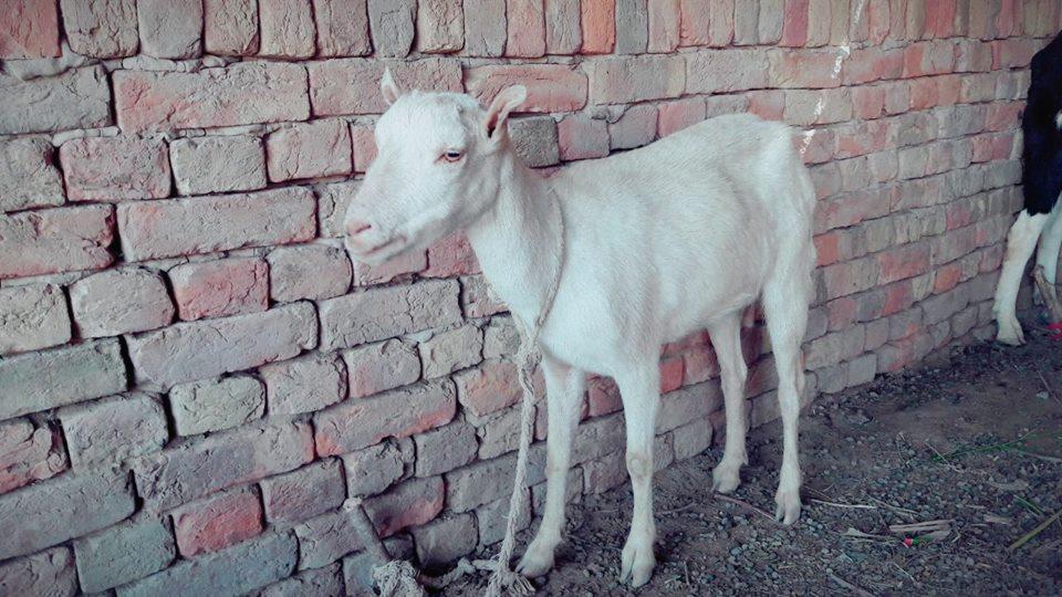 Taddy For Sale Female