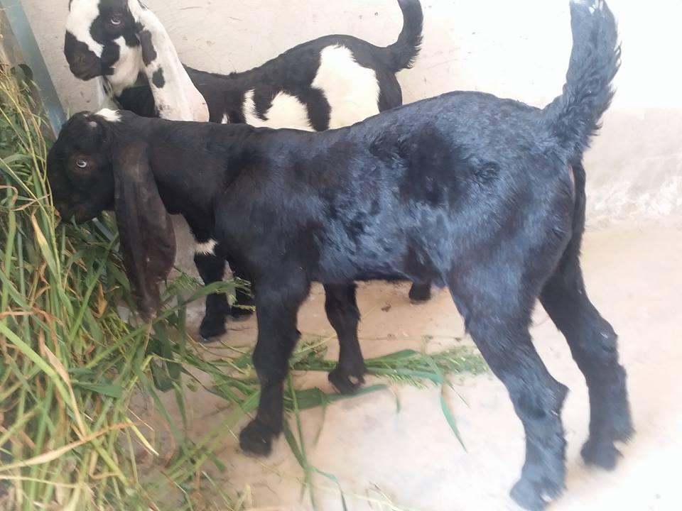 For Sale
