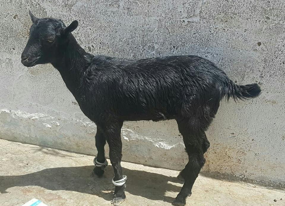 For Sale