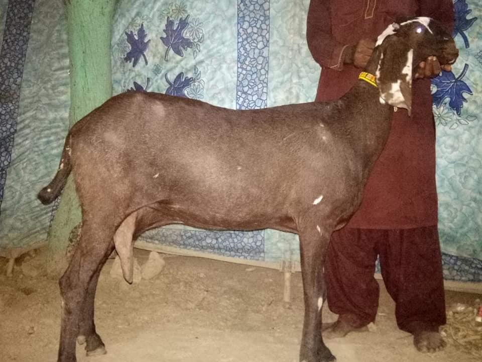 For Sale
