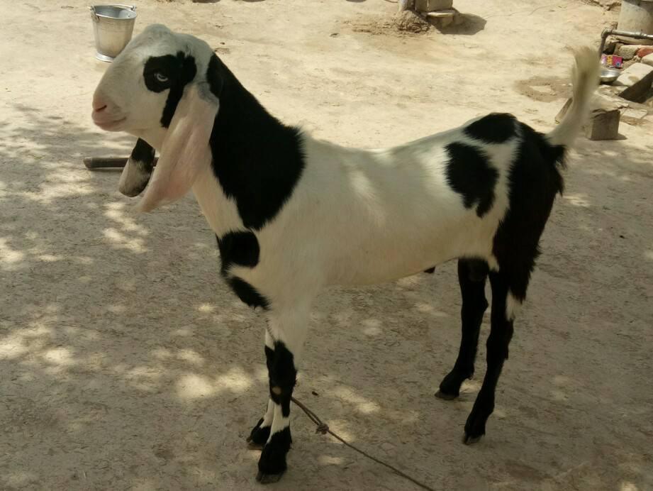 For Sale