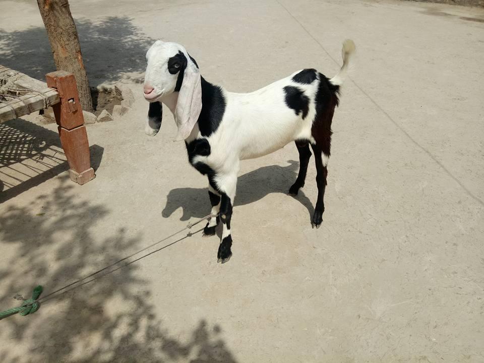For Sale