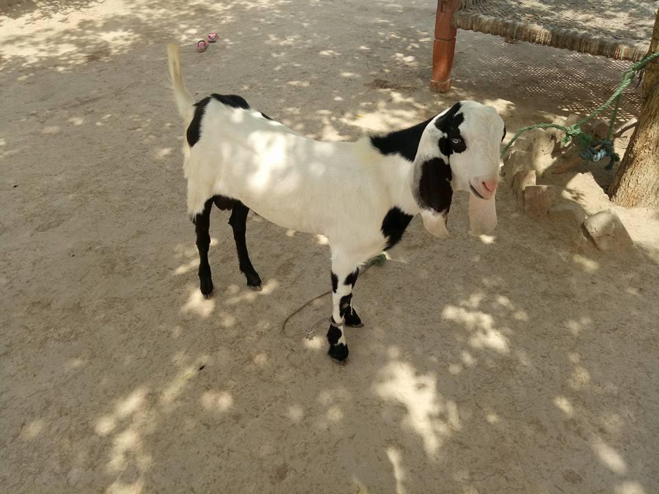 For Sale