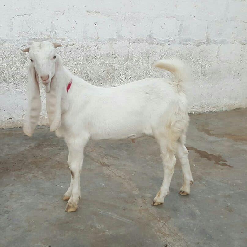 For Sale
