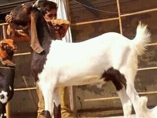 For Sale