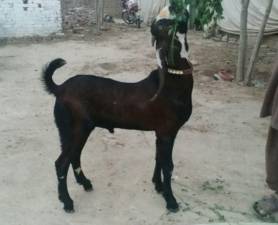 For Sale