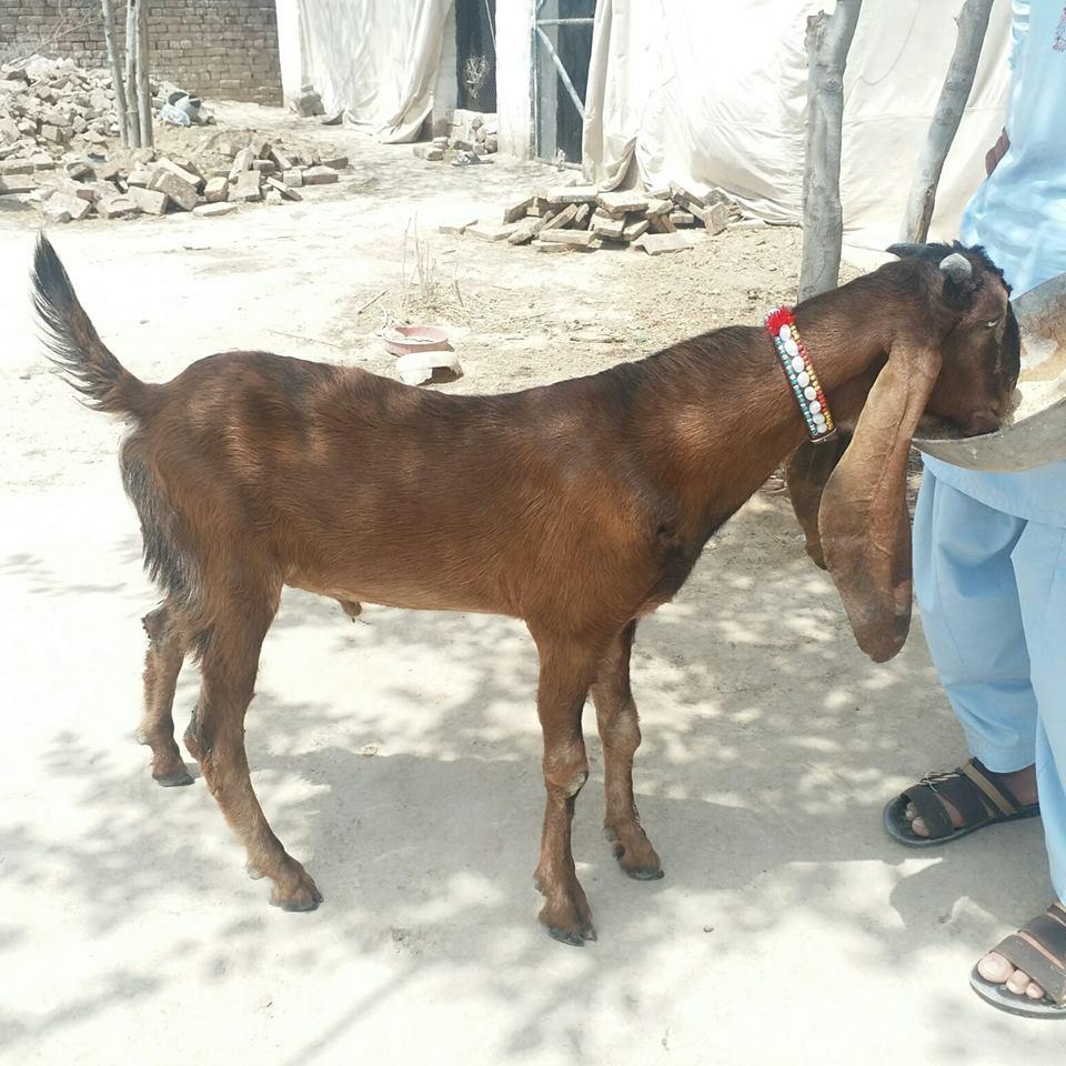 For Sale