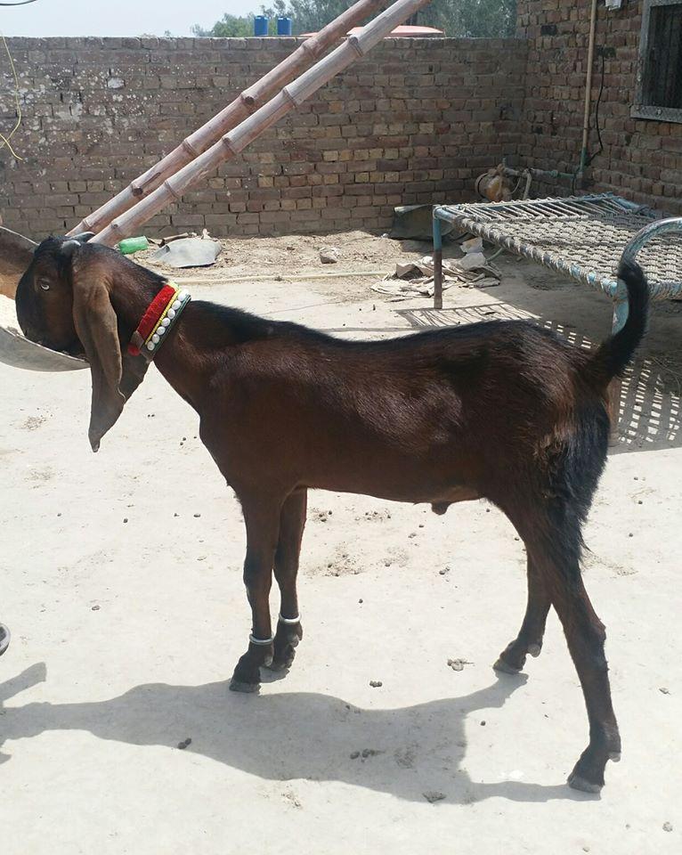 For Sale
