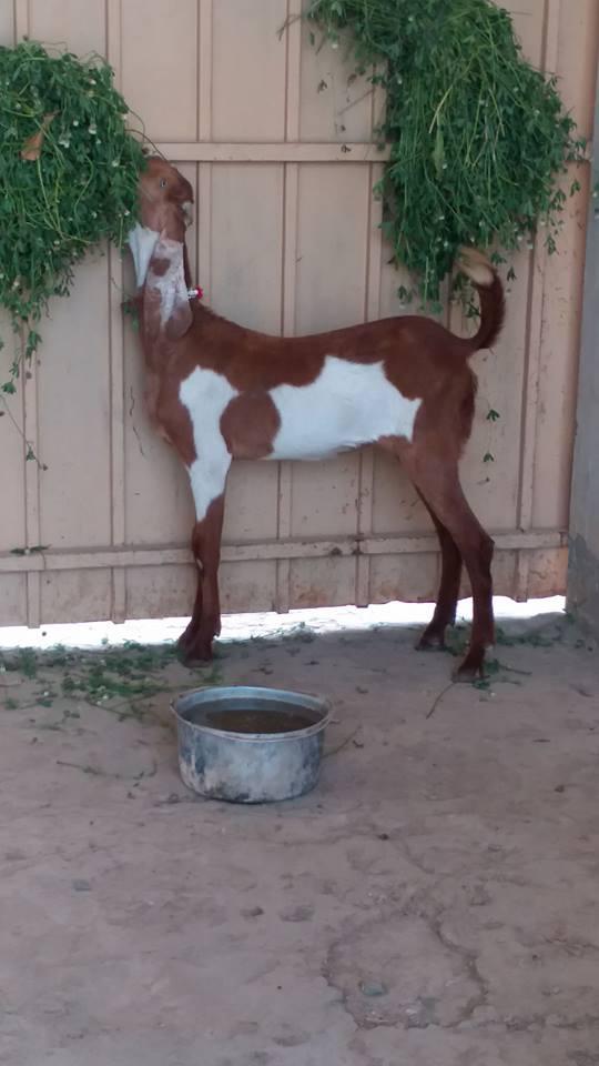 For Sale