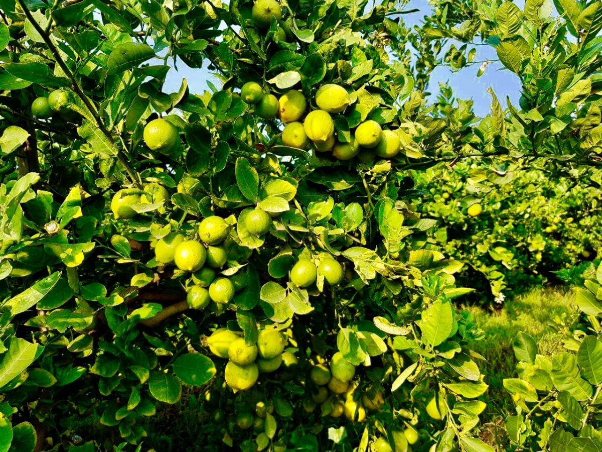 Seed less Malyshian Lemon