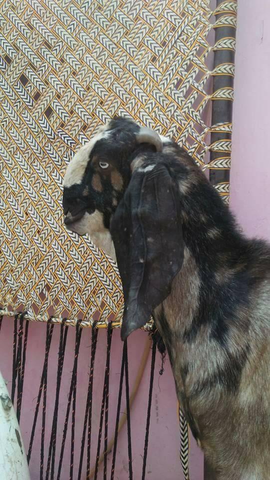 For Sale
