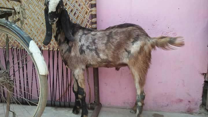 For Sale