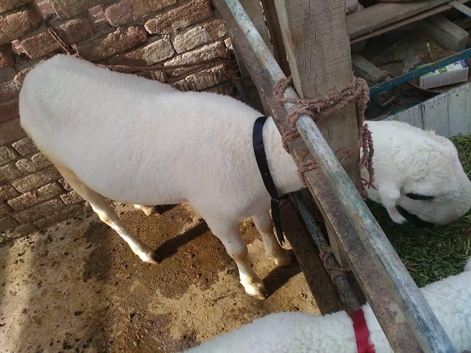 For Sale