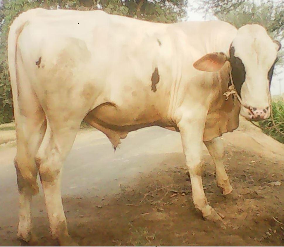 Beautiful Bull for sale خوبصورت بیل فروخت کے لئے