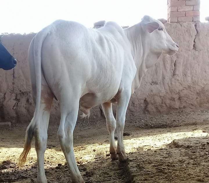 Beautifull Bull for sale خوبصورت بیل فروخت کے لئے