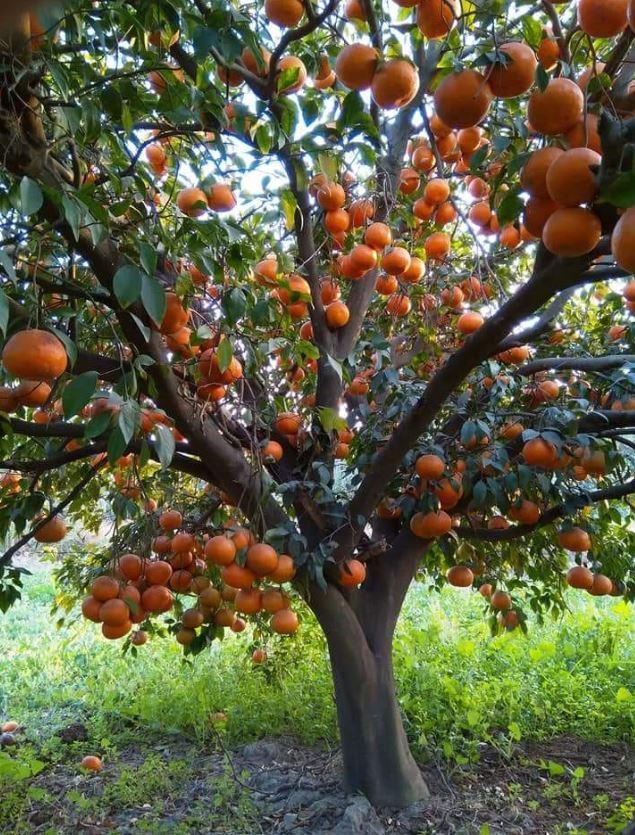 Orange Garden for Sale