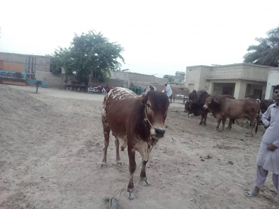 For Sale