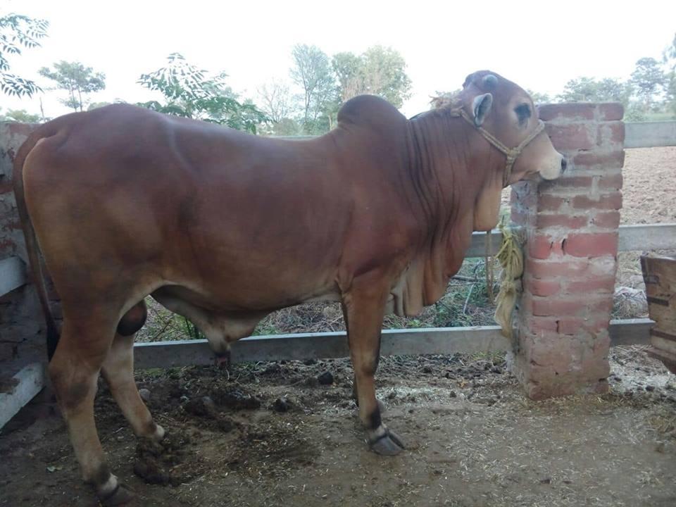 For Sale