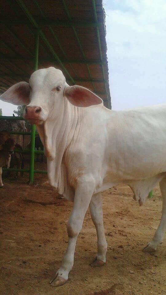 For Sale