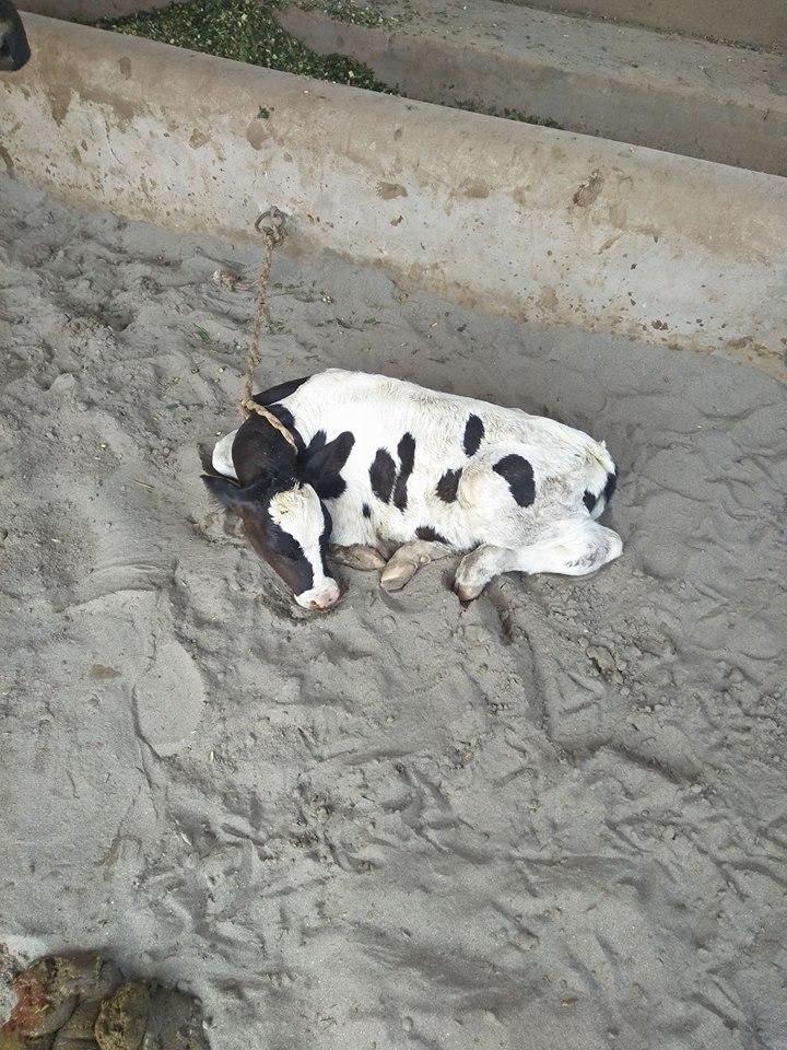 For Sale