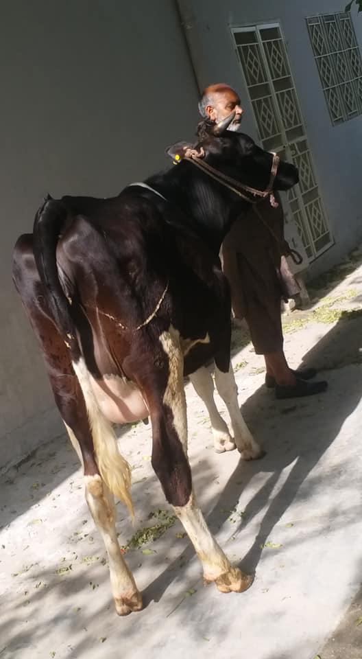For Sale