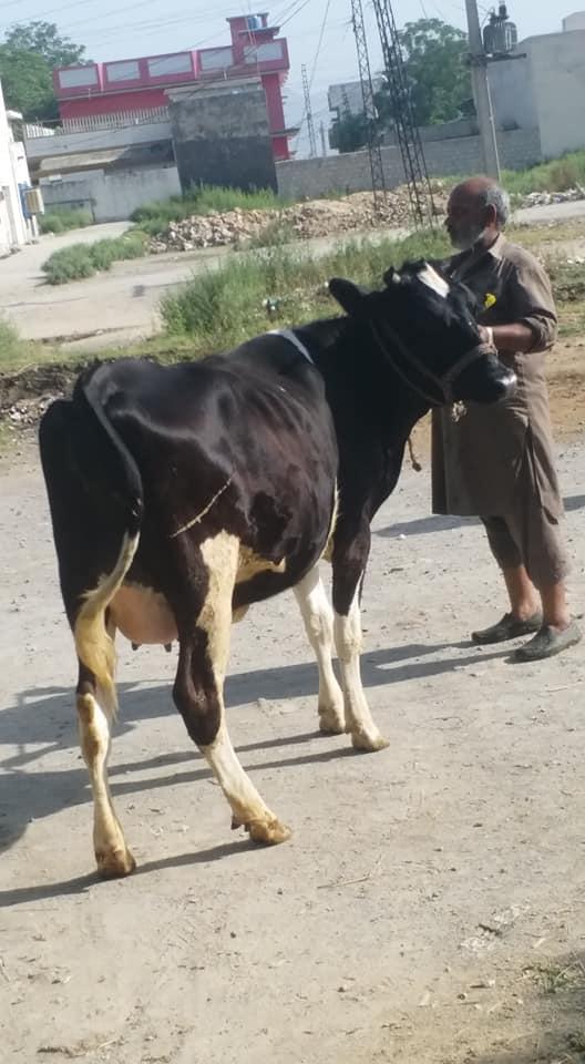 For Sale