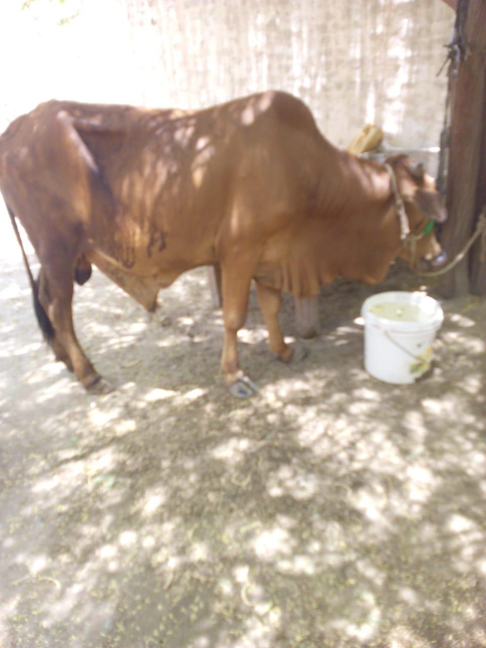 For Sale