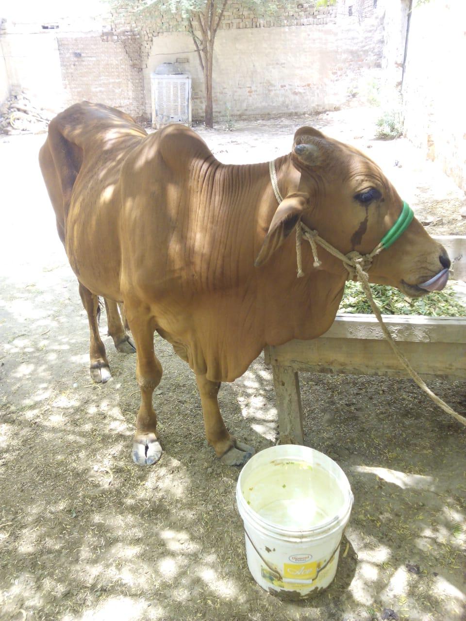For Sale