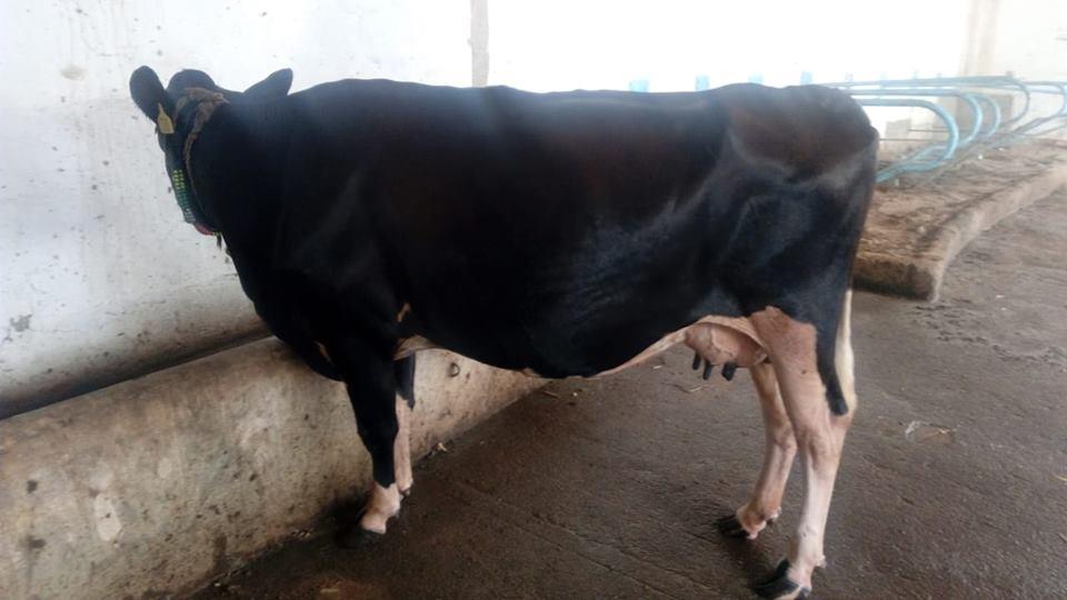 For Sale