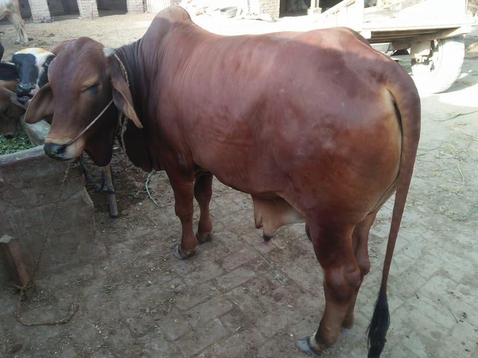 For Sale