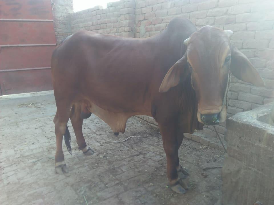 For Sale