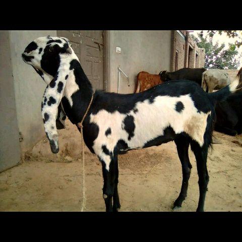 For Sale