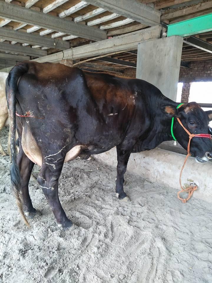 For Sale