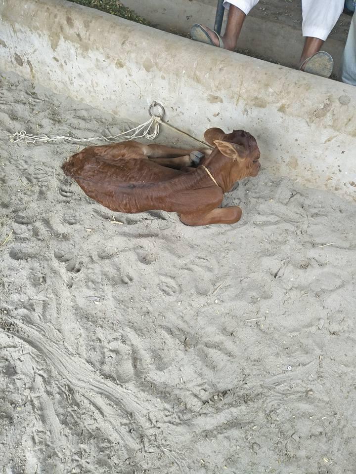 For Sale