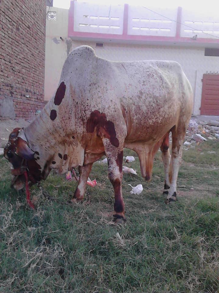 For Sale