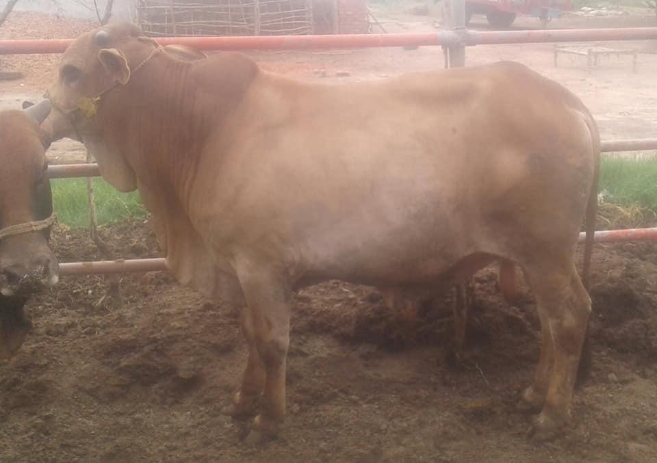 For Sale