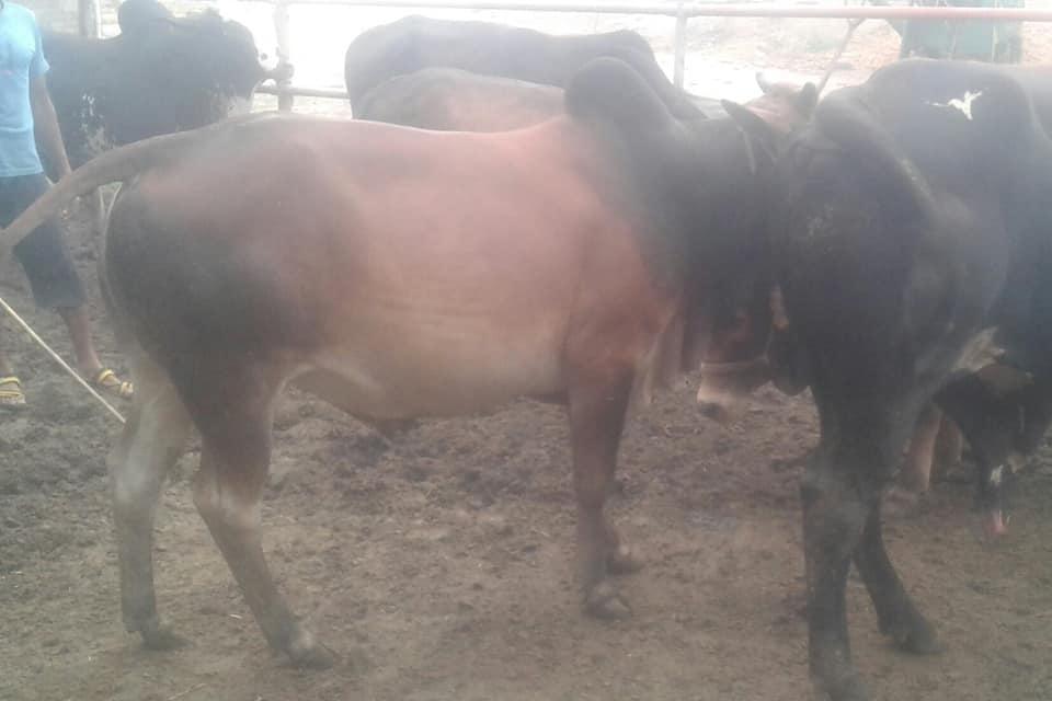 For Sale