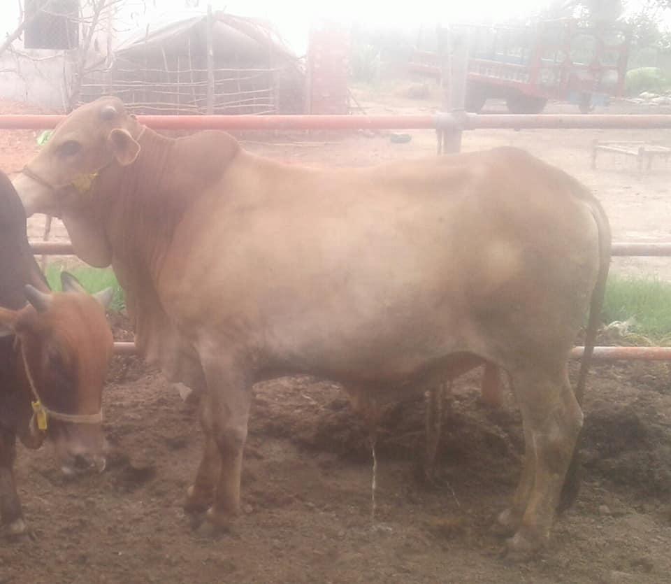 For Sale