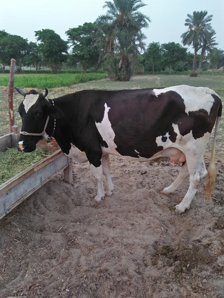 For Sale