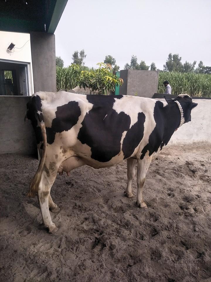For Sale