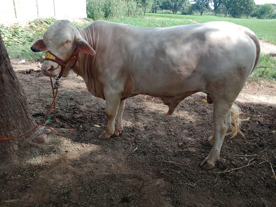 For Sale