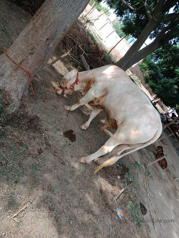 For Sale