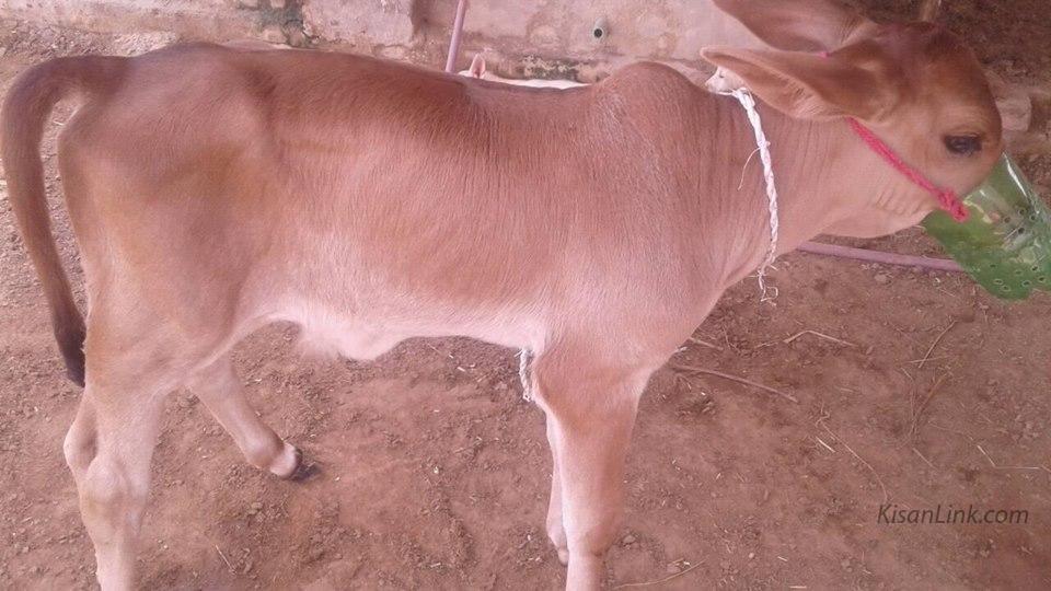 For Sale