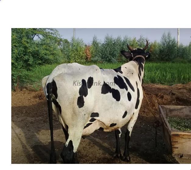 Cow for sale