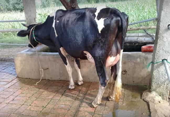 Cow for sale
