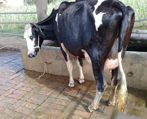 Cow for sale