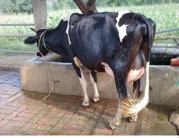 Cow for sale