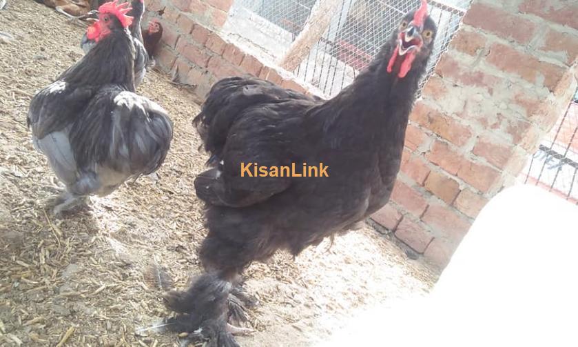 Black buff hen for sale