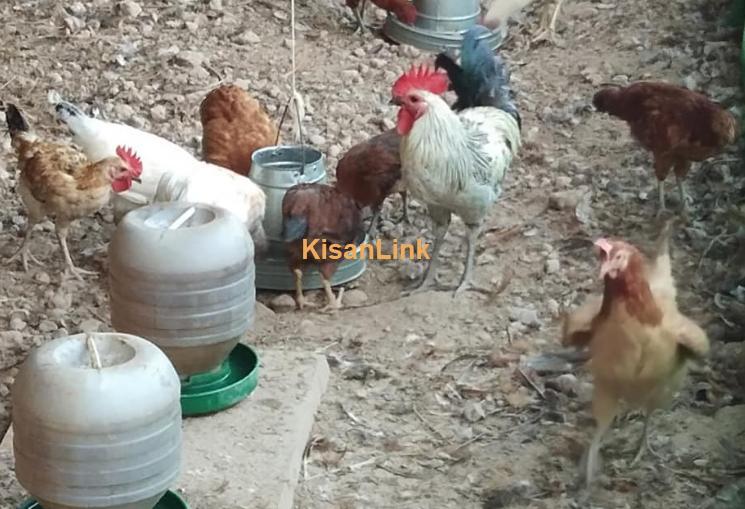 Desi golden misri rooster hens