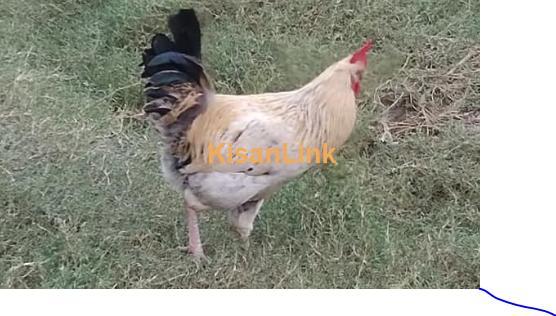 Desi golden misri rooster hens